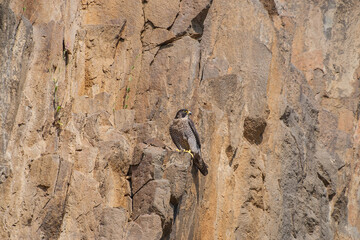 Poster - Peregrine Falcon (Falco peregrinus) perched on the edge of a rocky cliff