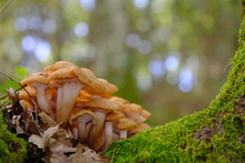 Yellow Mushrooms On Tree Trunk