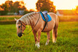 Beautiful palomino horse with white mane grazes on the lawn and eats green grass at sunset