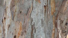 Texture Of Mature Eucalyptus Tree Trunk