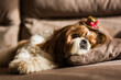 © viclin - Dog is resting on the beige couch. shih tzu at home. Beige sofa with a dog.;