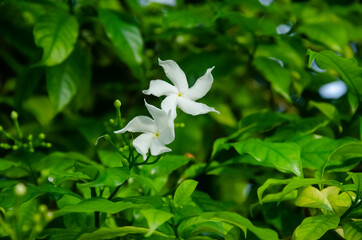 Selective focus on beautiful CREPE JASMINE plant with two white flowers and green leaves isolated with blur background in park in morning sunlight.