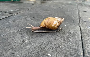 Big snail in shell crawling on road, summer day in garden, A common garden snail climbing on a stump, edible snail or escargot, is a species of large, edible, air-breathing land.