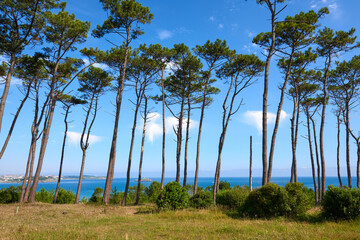  A forest of tall pines with the sea in the background
