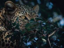 Closeup Of A Leopard Sneaking Behind Bushes At A Forest