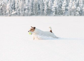 Wall Mural - Side view of happy dog playing and fetching tennis ball on ice and snow in beautiful nature on sunny winter day