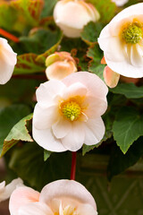 Wall Mural - Creamy white flowers Begonia Odorata plants in summer garden