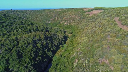 Wall Mural - A beautiful high angle drone footage of a thick forest in Sardinia