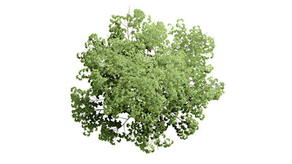 Top view 3D tree isolated on white background, for use visualization in architectural design