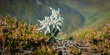 Panorma eines Edelweiss das Symbol der Alpen im Zillertal Tirol