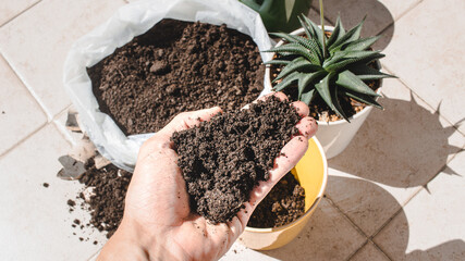 Indoor - Outdoor gardening concept - potting, repotting