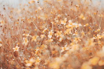 Poster - beautiful blurry background with highlights. plant stems and flowers at sunset