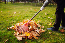 Rake With Fallen Leavesin The Park. Autumn Garden Works.  Volunteering, Cleaning, And Ecology Concept.