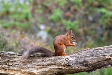 Wall Mural - A red sqirrel (Sciurus vulgaris) on a forest floor in northern Scotland