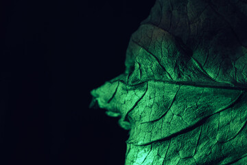 Aufkleber - Close up Beautiful abstraction  leaf texture in green neon light. Minimalism retro style concept. Background pattern for design. Macro photography view.
