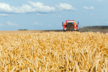 Wall Mural - close-up ears of wheat at field and harvesting machine on background