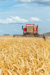 Wall Mural - Combine harvester harvesting ripe wheat