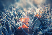Hoarfrost On The Yellow Leaves And Grass In Autumn Forest. Beautiful Autumn Nature Background. Macro Image, Shallow Depth Of Field.