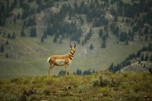 Pronghorn Antelope In Yellowstone National Park