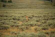 Coyote Walking Through Low Sage Brush