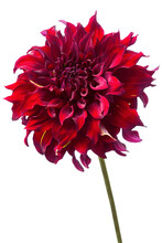 Red Dahlia Isolated On White, Exotic Flower .