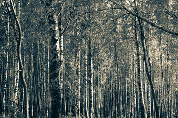 Wall Mural - White birch trees in the forest. Slender, beautiful trees in the park. Day. Autumn, Russia.