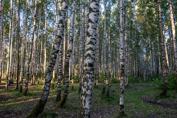 Wall Mural - White birch trees in the forest. Slender, beautiful trees in the park. Day. Autumn, Russia.