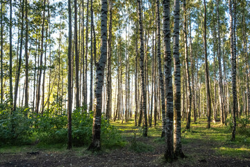 Wall Mural - White birch trees in the forest. Slender, beautiful trees in the park. Day. Autumn, Russia.