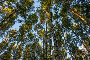 Wall Mural - White birch trees in the forest. Slender, beautiful trees in the park. Day. Autumn, Russia.