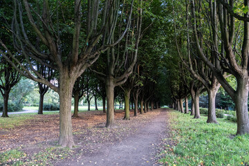 Wall Mural - Alley, path in the park. Slender, beautiful trees in the park. Day. Autumn, Russia.