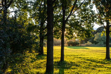 Wall Mural - Sunny meadow, lawn in the park. Slender, beautiful trees in the park. Day. Autumn, Russia.