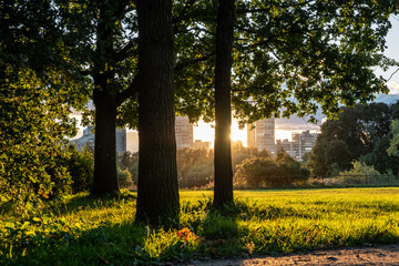 Wall Mural - Sunny meadow, lawn in the park. Slender, beautiful trees in the park. Day. Autumn, Russia.