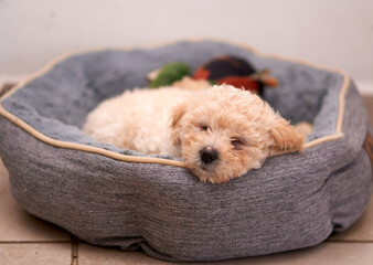 Wall Mural - Closeup sot of beige poodle puppy sleeping inside its gray bed