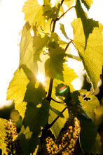 Grape Leaves Close Up At A Grape Vineyard In Napa Valley, California 