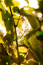 Grape Leaves Close Up At A Grape Vineyard In Napa Valley, California 