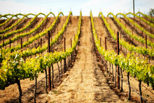 Grape Vineyard In Napa Valley, California 