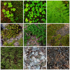 Wall Mural - Set of natural textures. Nature objects close-up: trunks and bark of trees, foliage of plants, wood sorrel and fern, moss and lichen, hoarfrost and snow. Backgrounds collection for design.