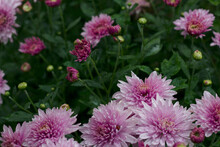 Pink Flowers In Autumn Garden With Close Up. Seasonal Plants And Colors. Fresh Bouquet Of Violet Chrysanthemums With Drops After Rain.