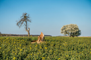 Canvas Print - Gefällte Bäume