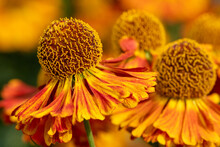 Close Up Of Common Sneezeweed (helenium Autumnale) Flowers In Bloom