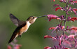 hummingbirds, hummingbird, flowers, birds bird