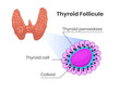 Thyroid anatomy and histology