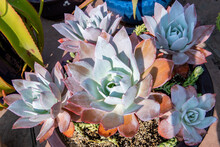 A Beautiful Succulent Plant. Pearl Echeveria, Or White Mexican Rose, Or Mexican Snowball.