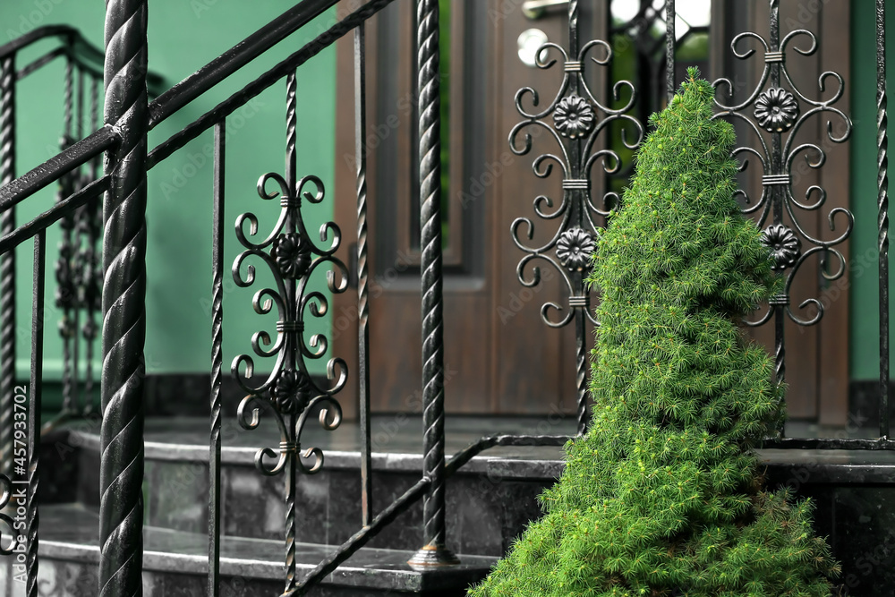 Coniferous bush growing near modern building