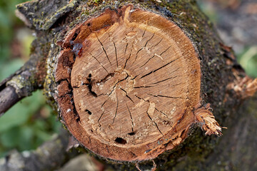 Sectioned tree trunk background