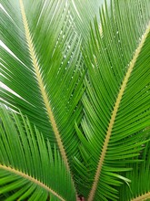 Photography Of Revoluta Cica Palm Foliage. Garden Sago.
