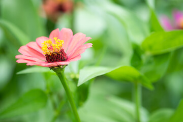 Wall Mural - Red flower and fresh in the garden.Flower and copy space.