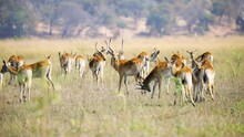 Herd Of Red Lechwe Antelope, Caprivi Strip, Namibia In Africa. Handheld