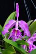 brilliantly colored cattleya orchid in blossom