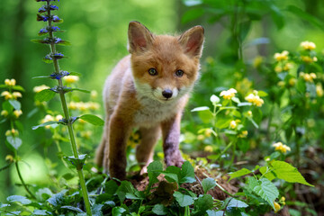 Poster - Red fox, vulpes vulpes, small young cub in forest. Cute little wild predators in natural environment